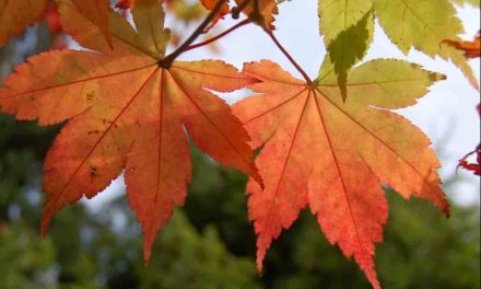 Have you ever wondered what it’s like to live between two worlds?